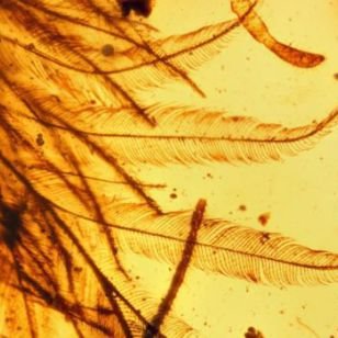 В куске янтаря нашли хвост крошечного динозавра. Ювелирные Известия - J-izvestia.ru